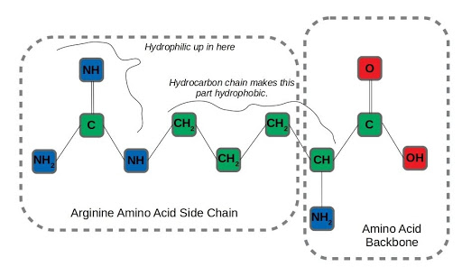 Graph representing arginine an amphipathic amino acid