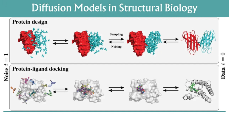 Diffusion in Protein Design and Docking