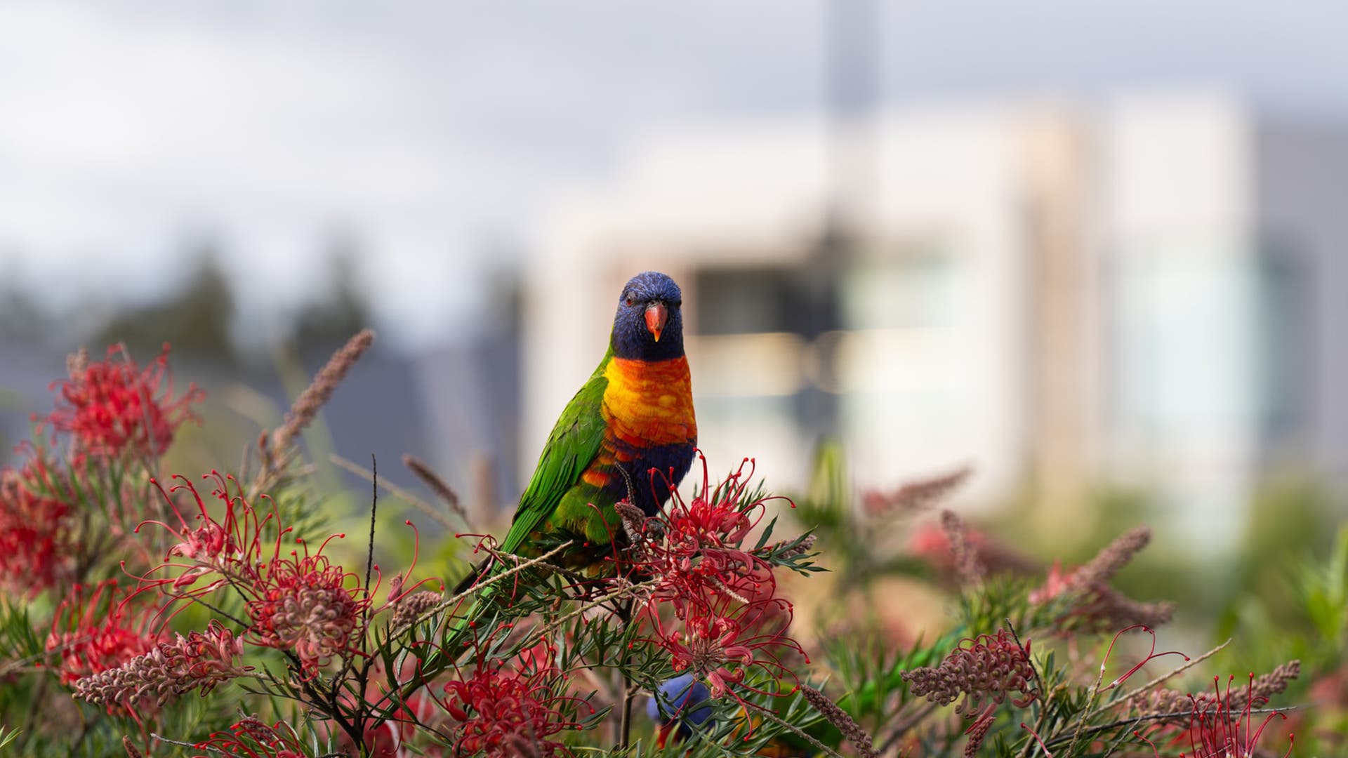 Lorikeet on a bottlebrush at Robbins lane