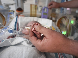 Person holding very small babies hand lying in an incubator.