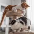 Rascadores
