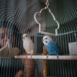 Pajaros y aves