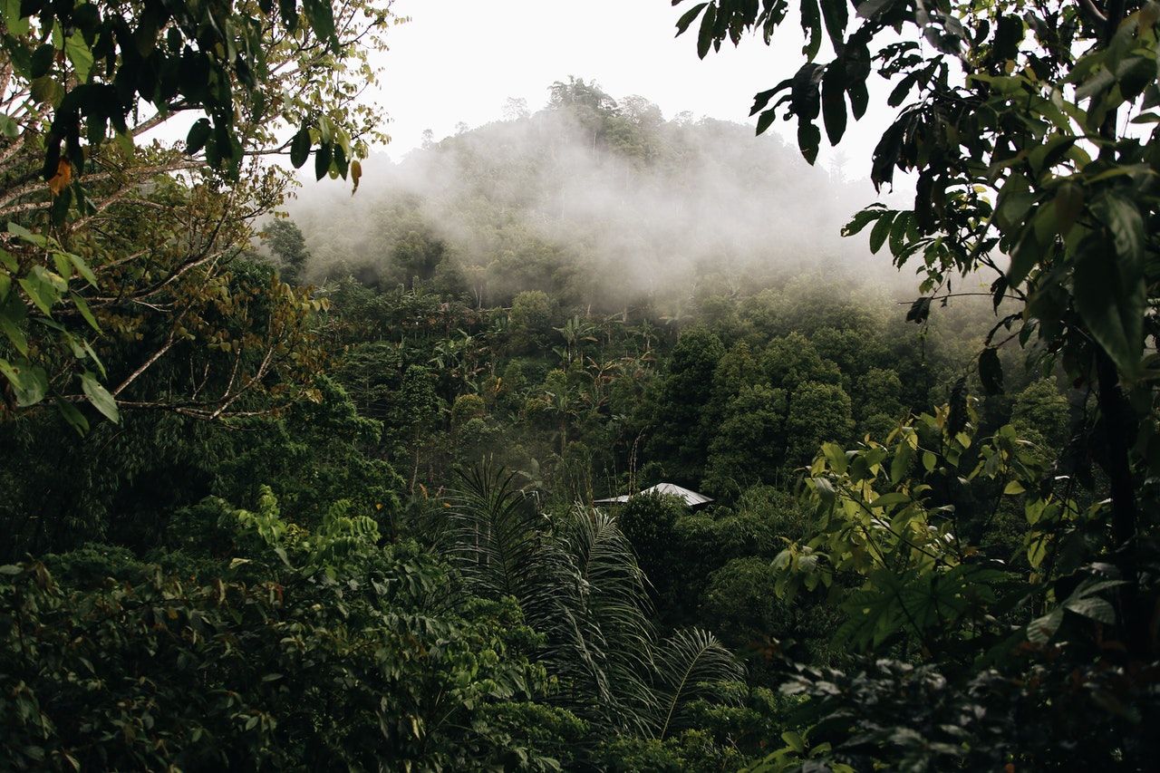Lush and foggy rainforest