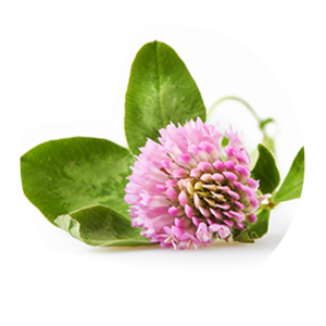 Red_Clover_Flower_Extract.png