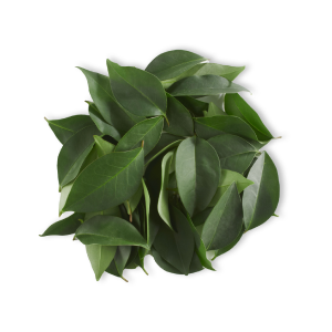 ingredient-green_tea_leaf_extract.png
