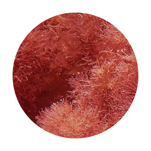ingredient-Jania_Rubens_Extract.png