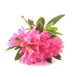 ingredient-rhodon_flower.png