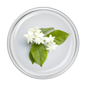 Epoch Yin and Yang Mask Pleťová maska (Česká republika) 4 ingredient-jasmin-sambac-flower.png