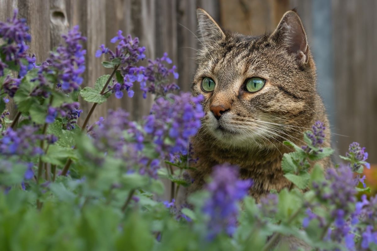 AdobeStock_520071494.jpeg