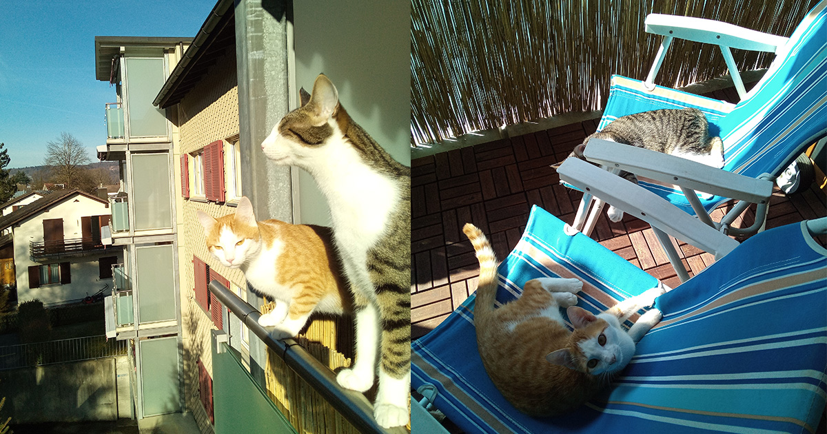 Katzen auf dem Balkon_domp.jpg
