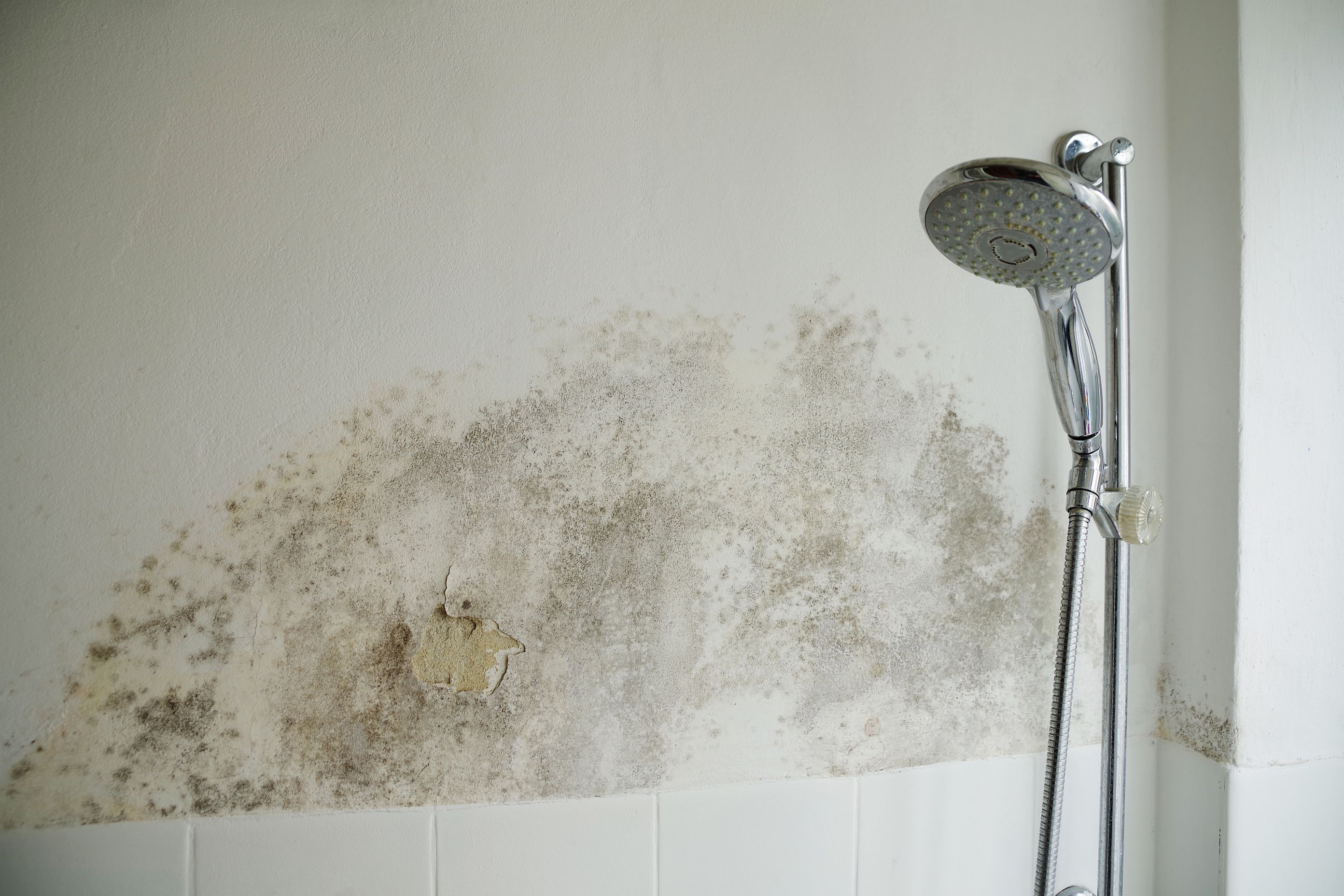 Schimmel im Badezimmer.jpg