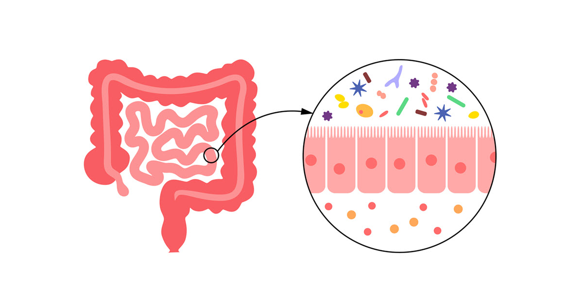 pillar-magen-darm-immunorgan-02.jpg