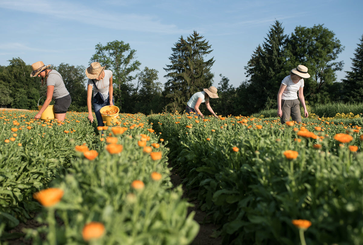 Calendula Ernte