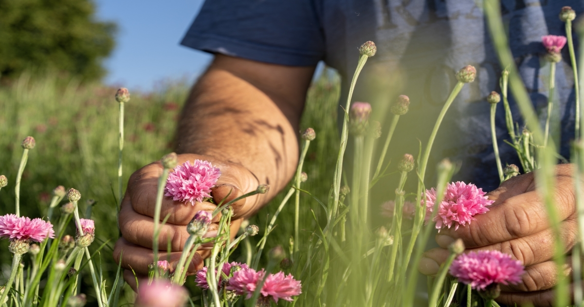 Bild_2_Blog_Blume_Feld.jpg