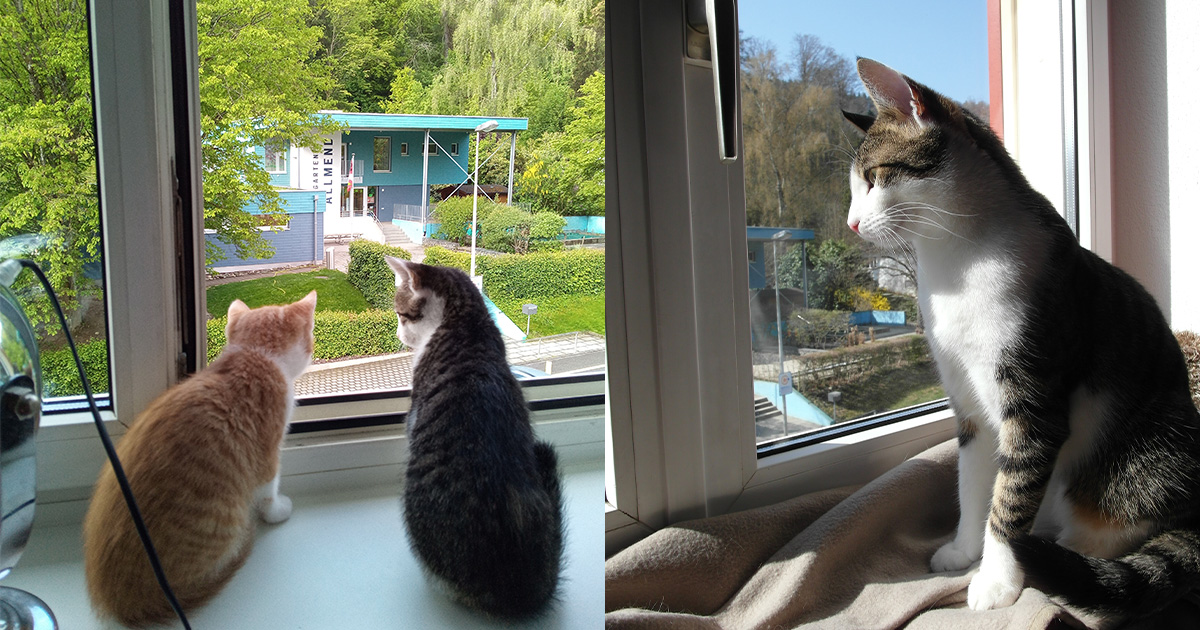 Katzen am Fenster_domp.jpg