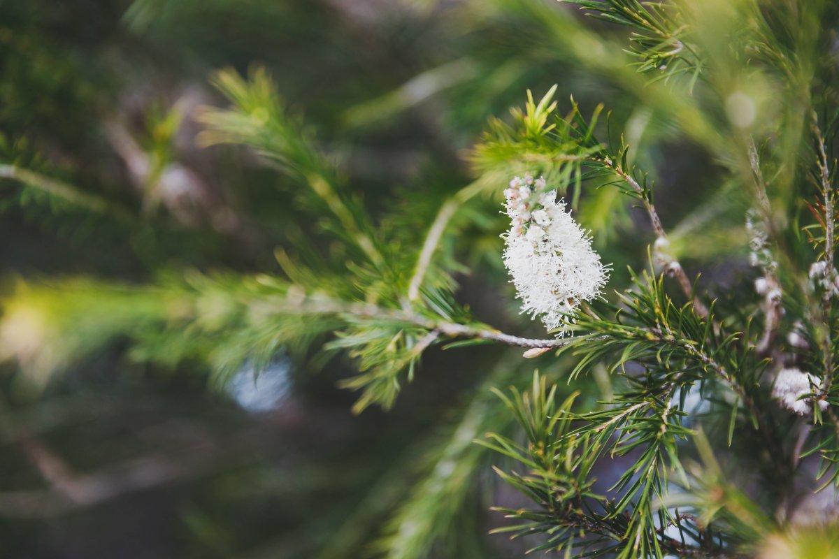 Teebaum mit Blüte
