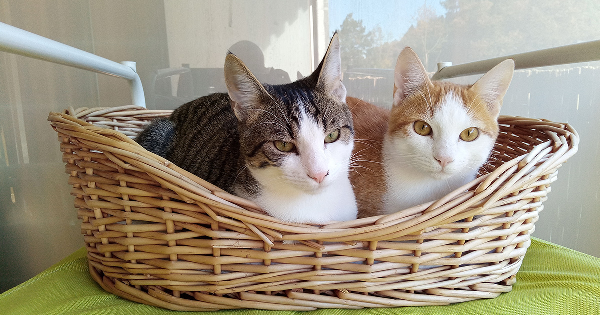 Katzen im Körbchen 2_domp.jpg