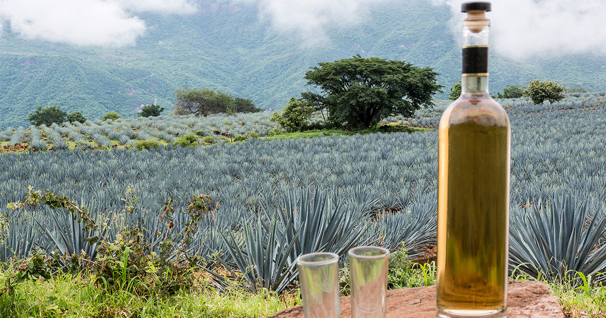 Tequila Geschichte, Herkunft & Herstellung