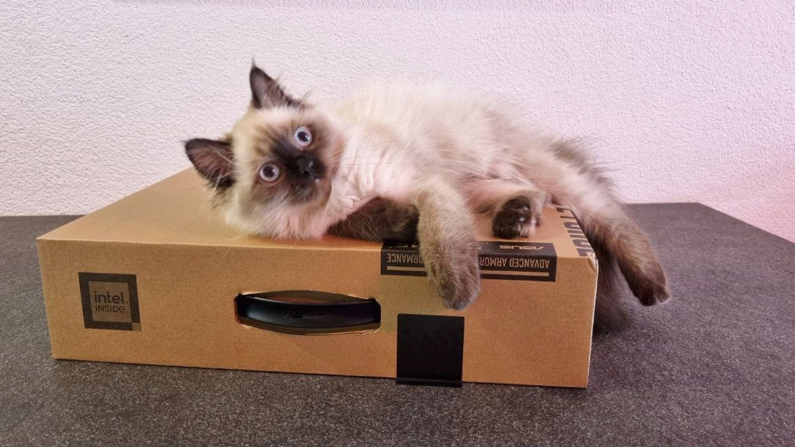 katze auf box.jpg