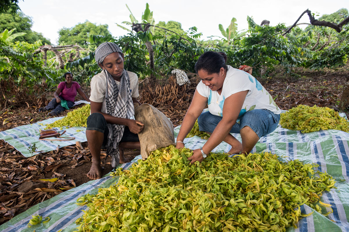 Ylang-Ylang-Pflückerinnen