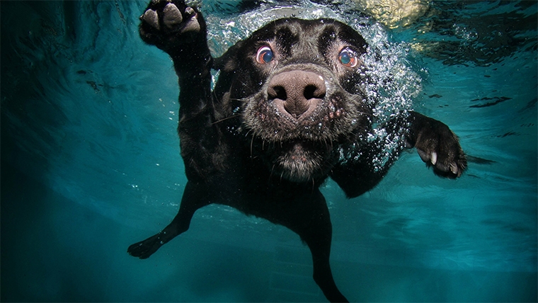 blog-ado-schwimmen-hund.jpg