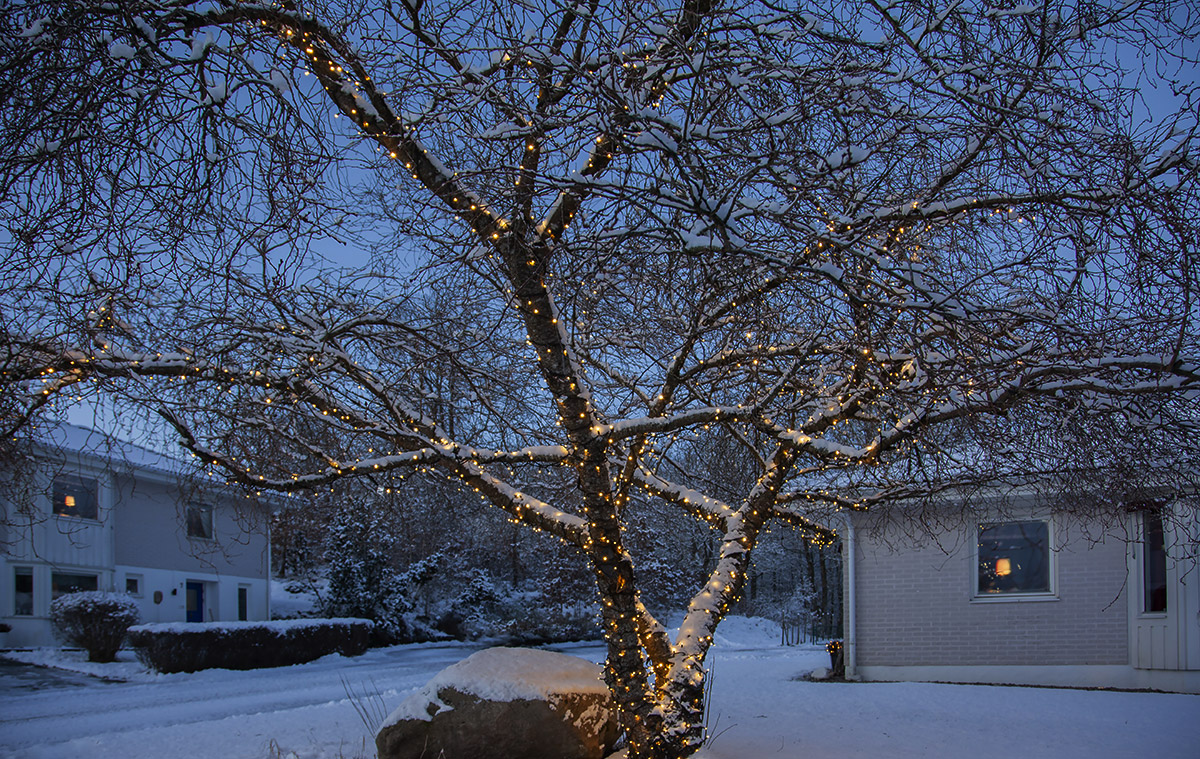 Lichterketten_Baum.jpg