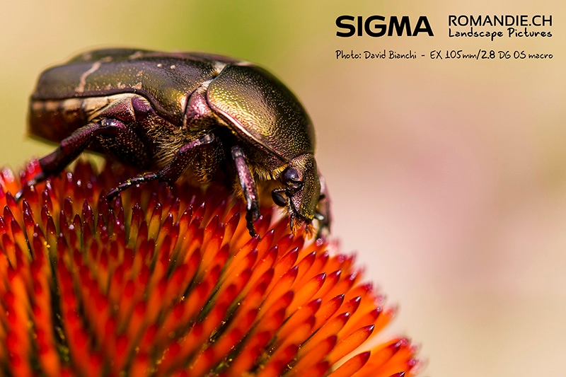 Sigma 105-10-07-18-6 copie.jpg