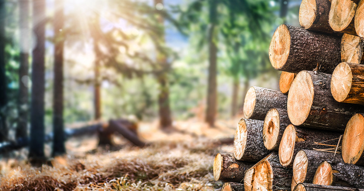 Im Wald gelagerte Baumstämme