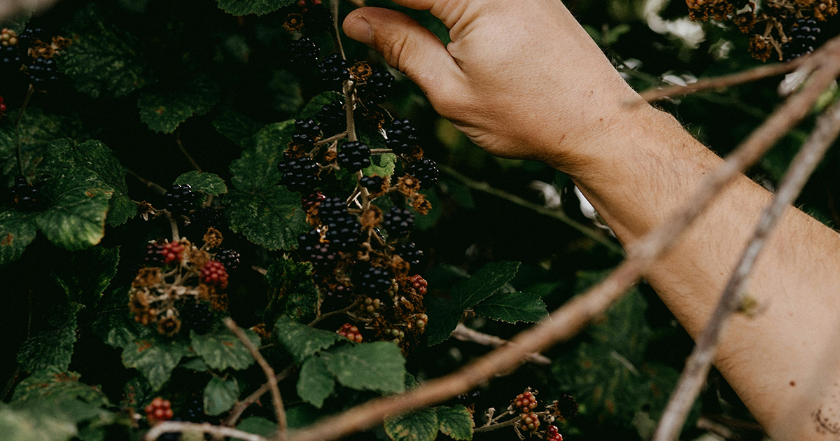 blog-ele-superfood-04-brombeeren.jpg