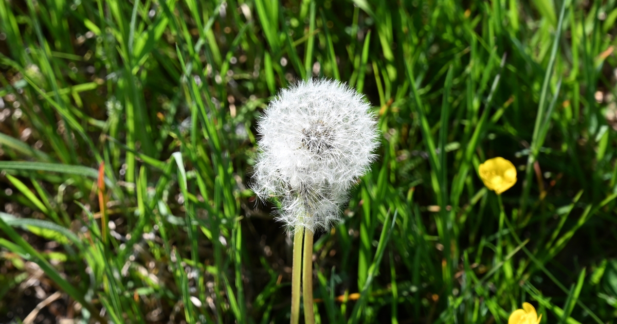 blog_nikon_z5_pusteblume.jpg