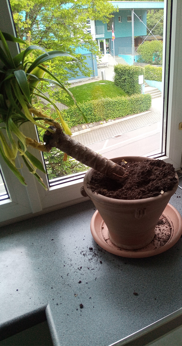 Umgegrabene Palme_domp.jpg