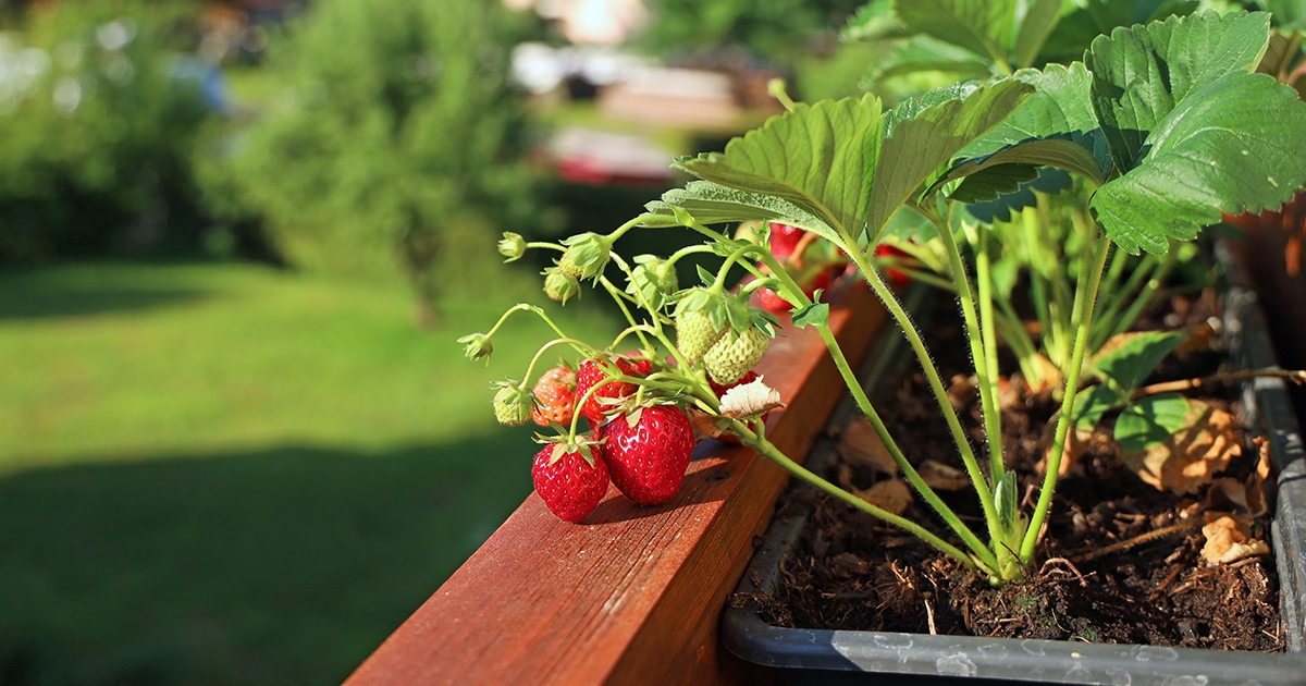 blog-2025-duy-balkon-blumenkasten-bild-fruechte.jpg