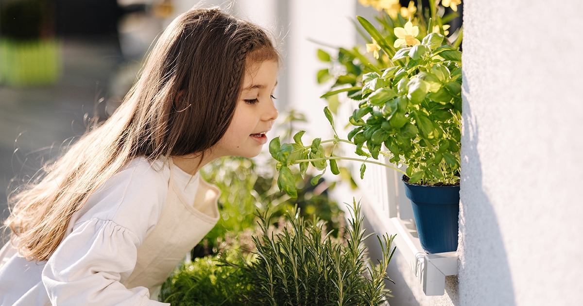 blog-2025-duy-balkon-blumenkasten-bild-kraeuter.jpg