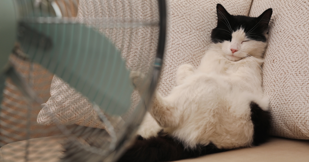 blog_dachwohnung_katze.jpg