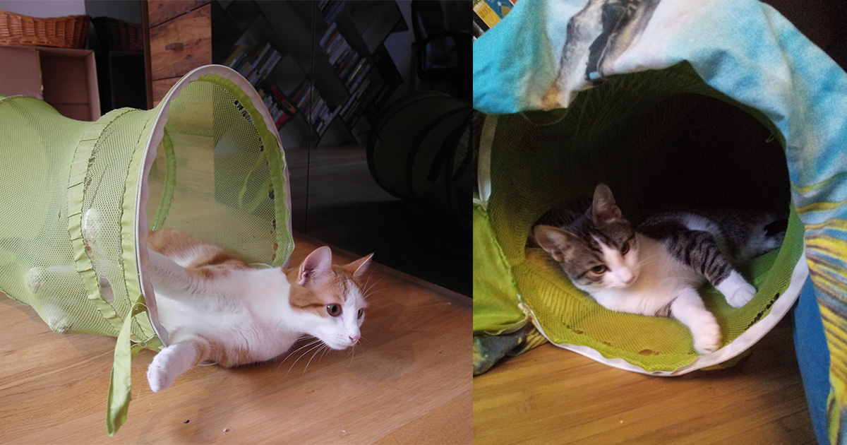 Katzen im Wäschekorb_domp.jpg