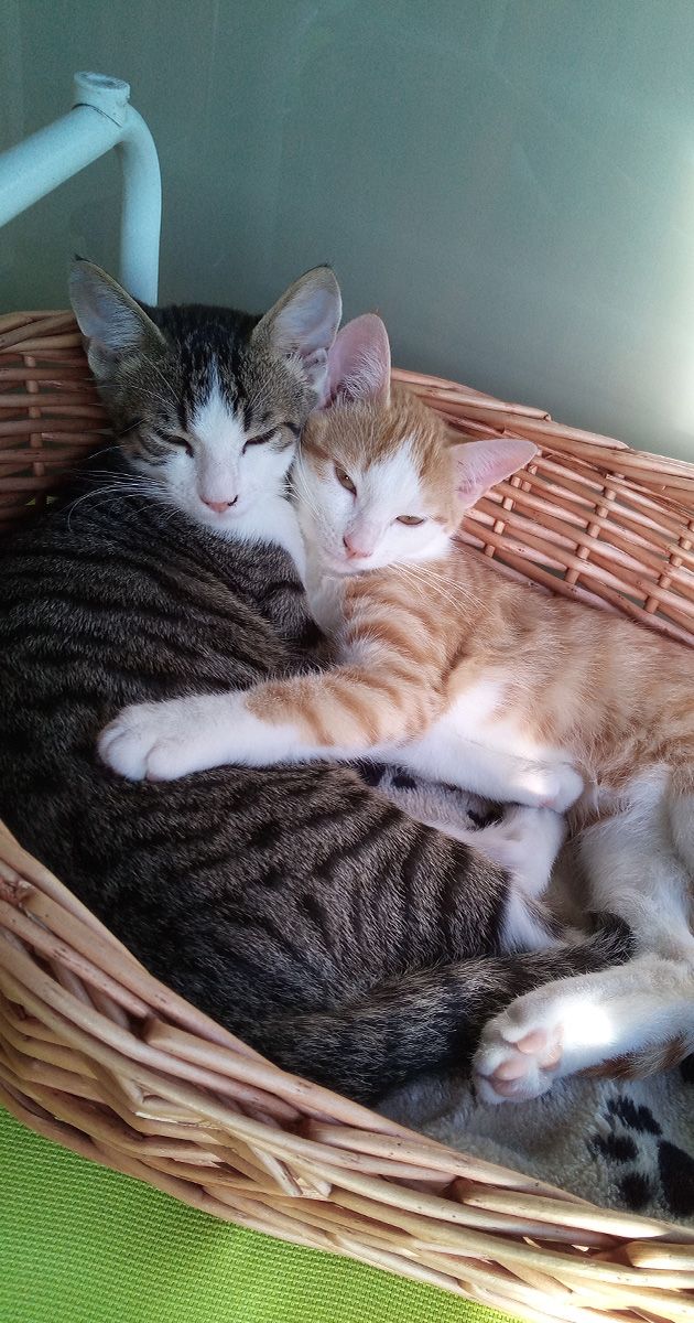 Katzen im Körbchen_domp.jpg