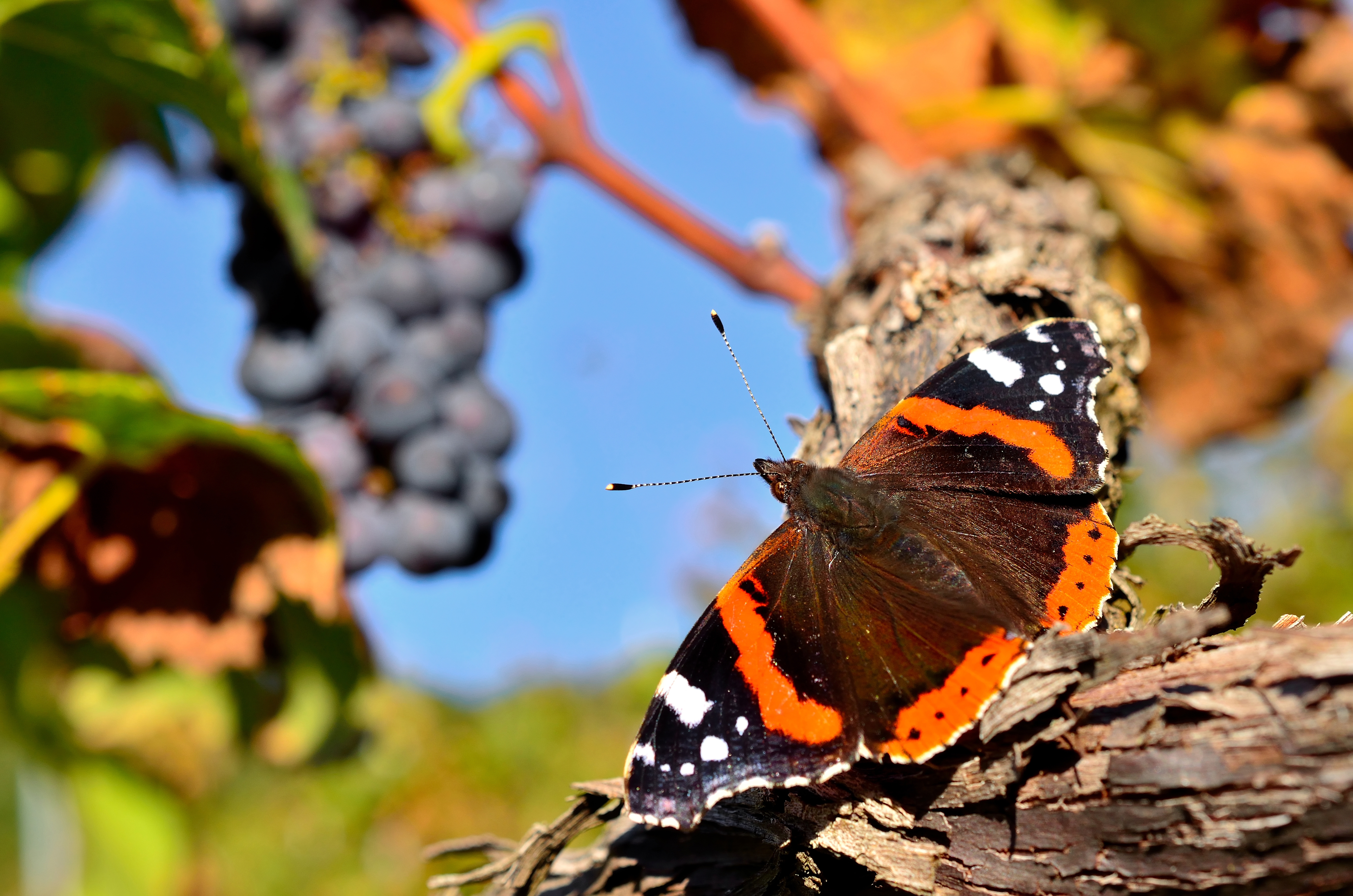 Moodbild Delinat Schmetterling.JPG