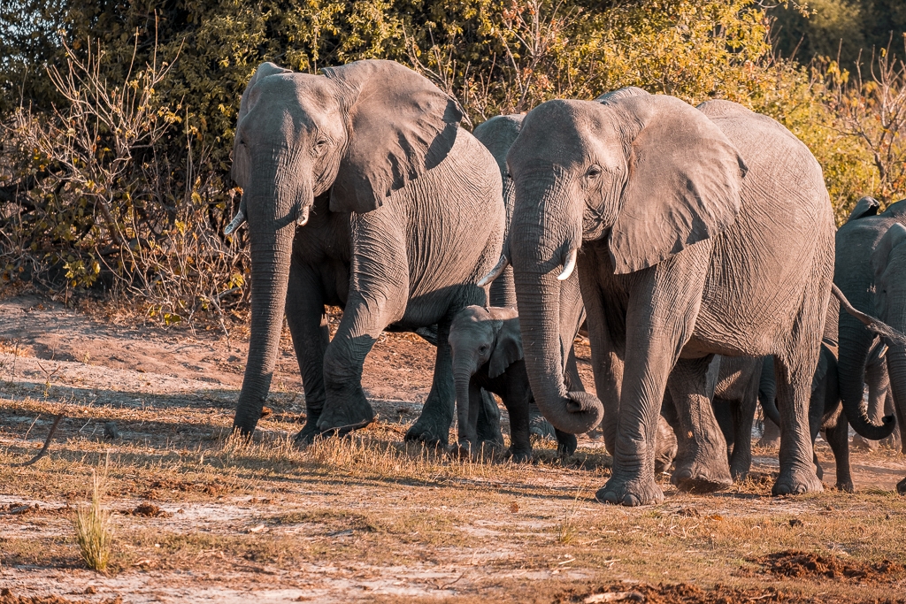 Eine Elefanten-Familie mit ihrem Jungen