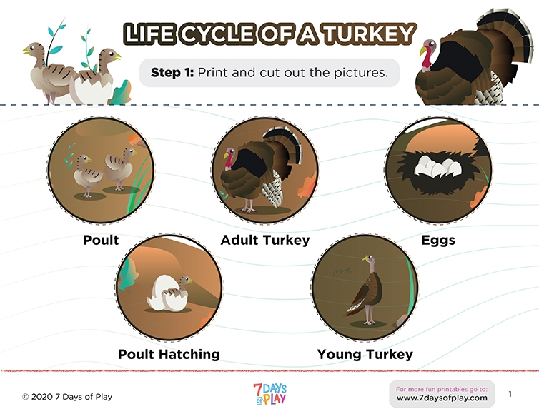 Printables Turkey Life Cycle Ages 4 8 HP Official Site