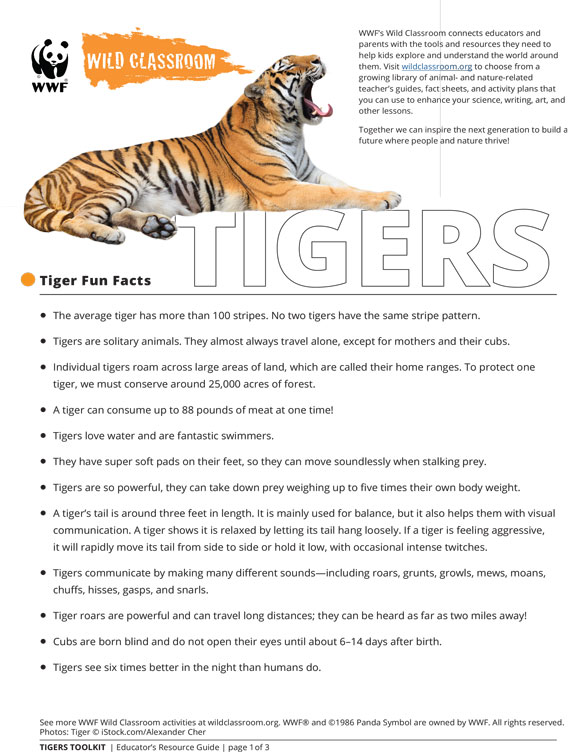 The Art of the Wild: Fascinating Facts About the Tiger
