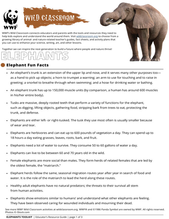 Printables - Elephant Fun Facts