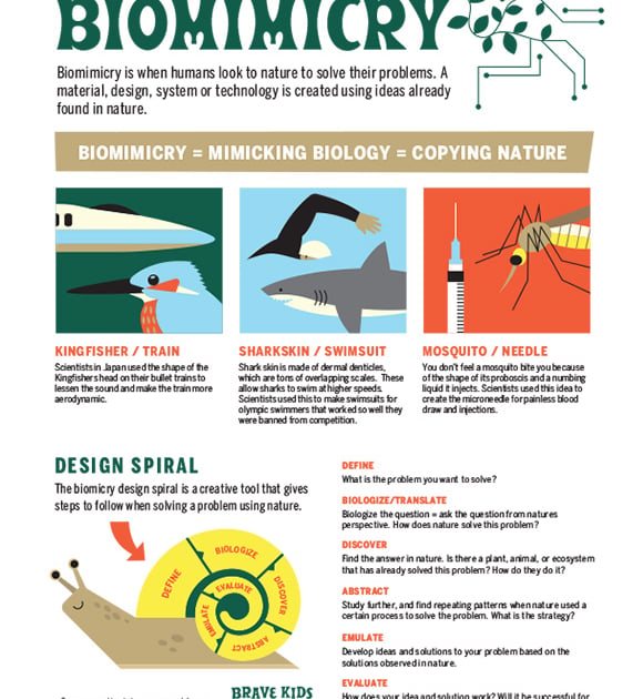 Biomiicry Examples Biomimicry Examples For First Grade at Frances Larsen blog