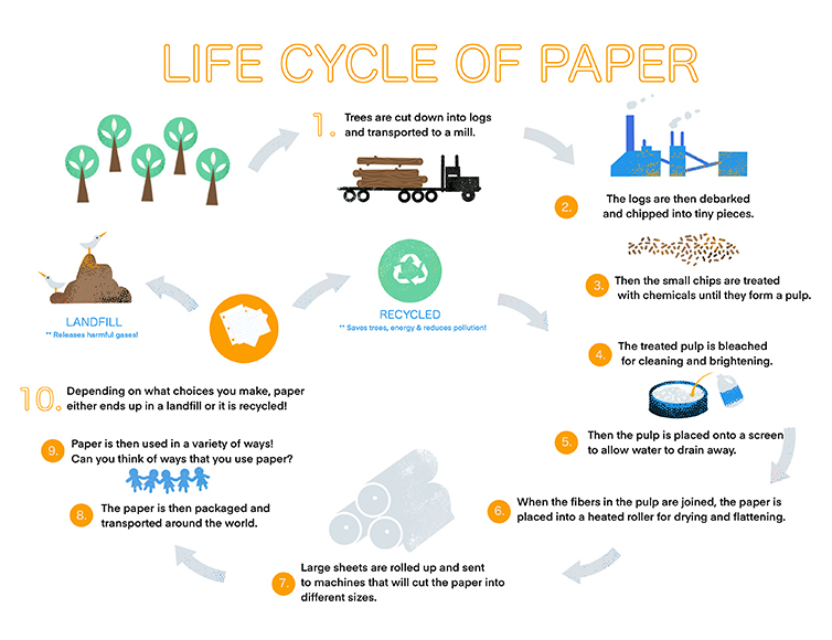 Life cycle essays image