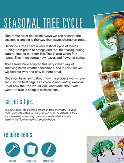 Seasonal Tree Cycle - Ages 9-12 - Study trees to learn about the Earth's seasons