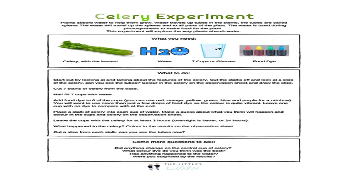 Printables Celery Experiment HP New Zealand Printables Celery Experiment HP New Zealand