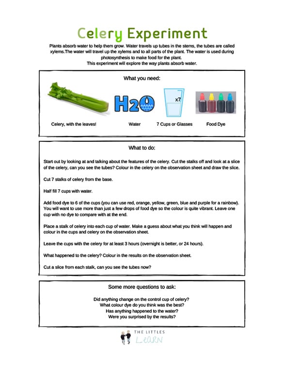 Printables Celery Experiment HP Official Site Printables Celery Experiment HP Official Site