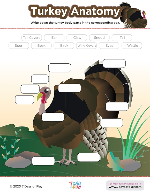 printables-turkey-anatomy-ages-9-12-hp-official-site