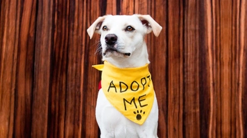 2024 Pet Adoption Drive - Southwoods | Megaworld Lifestyle Malls