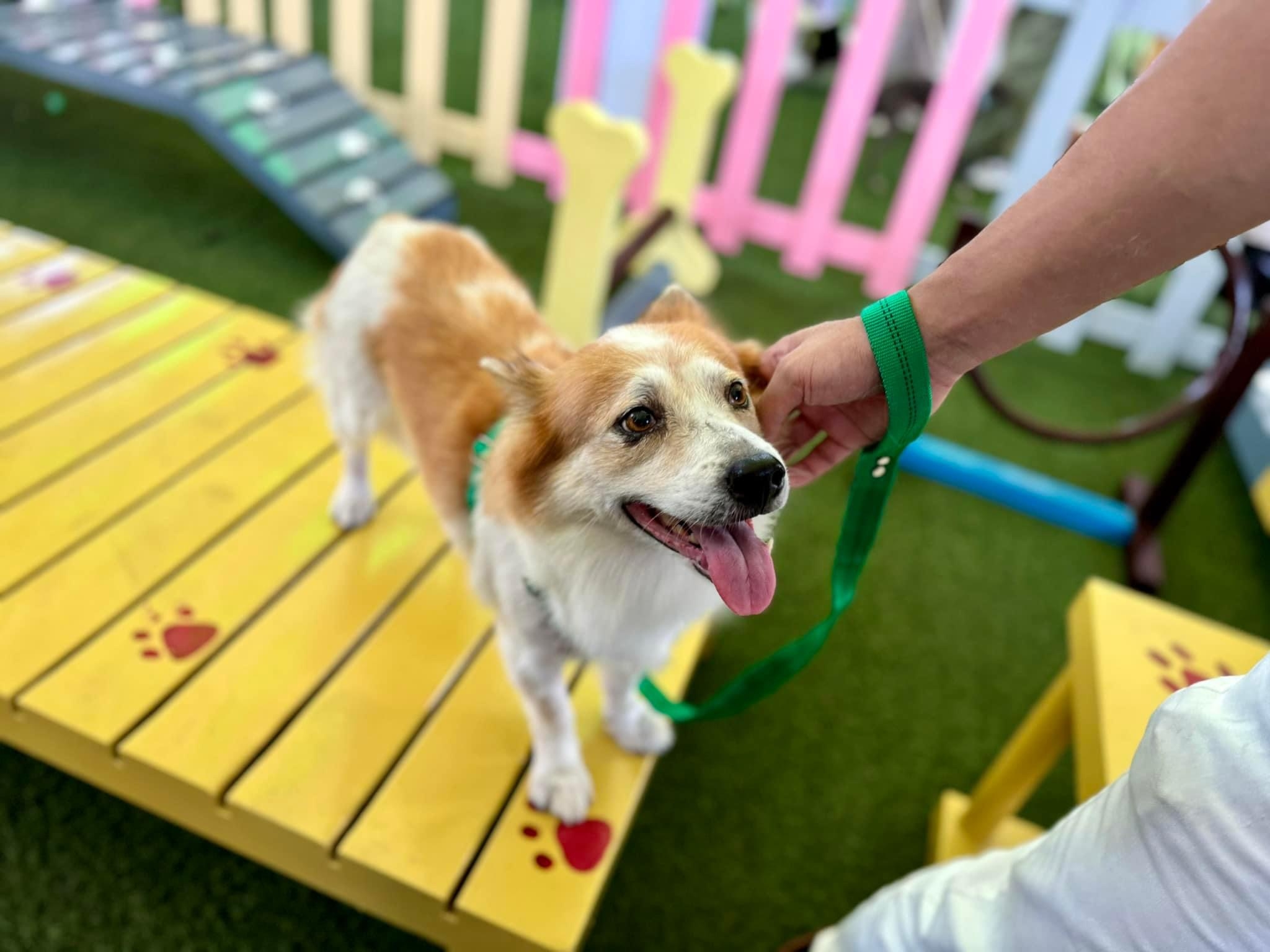 bark_park_(1).JPG