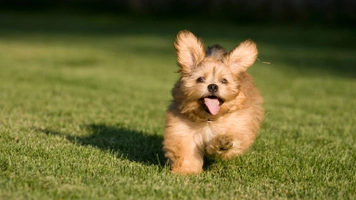 Paws in the District at Newport City: RUN FUR FUN